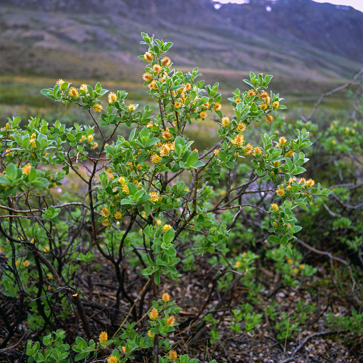 Salicaceae Salix glauca
