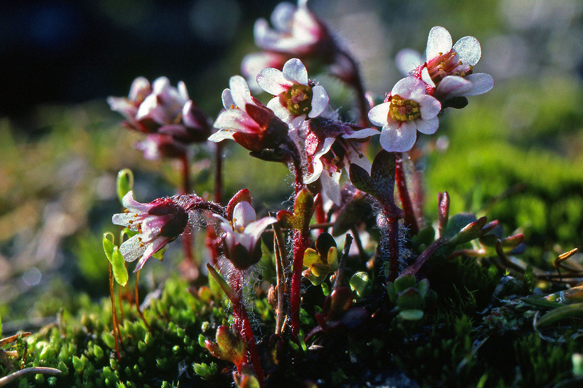 Saxifragaceae Saxifraga hyperborea