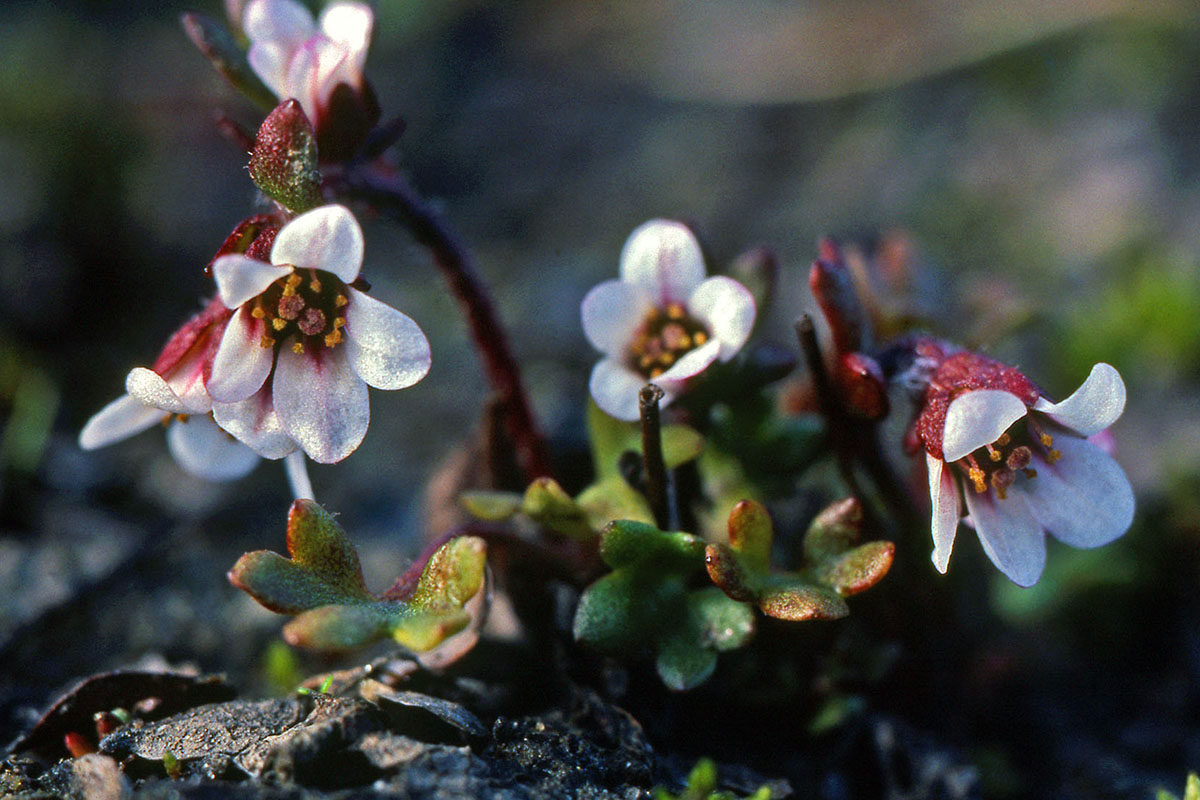 Saxifragaceae Saxifraga hyperborea