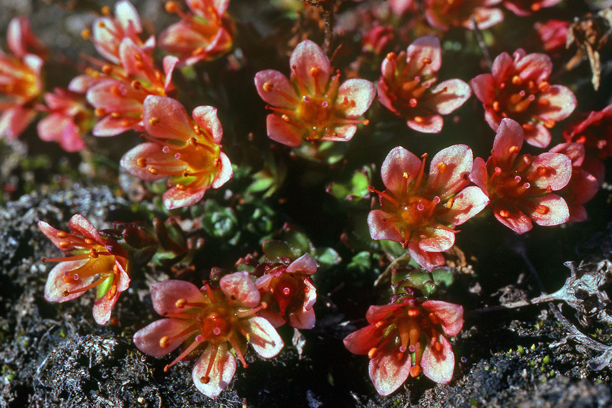 Saxifragaceae Saxifraga nathorstii