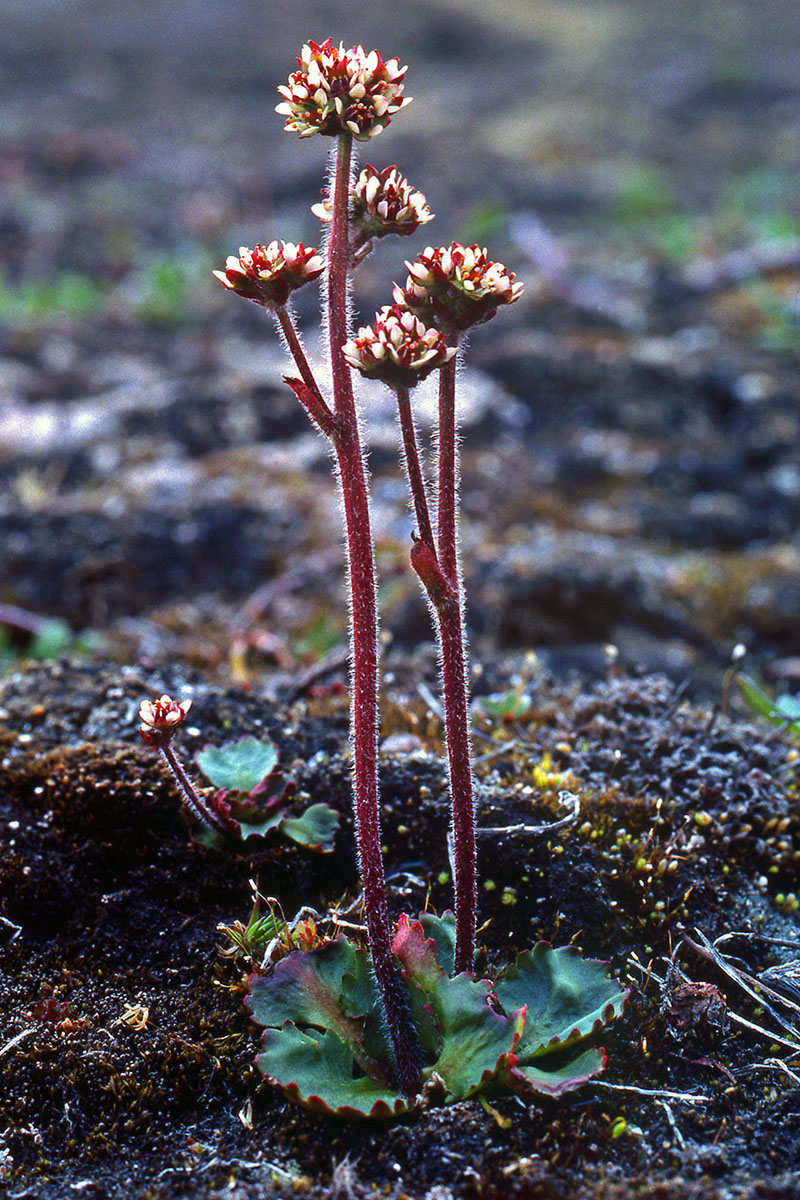 Saxifragaceae Saxifraga nivalis