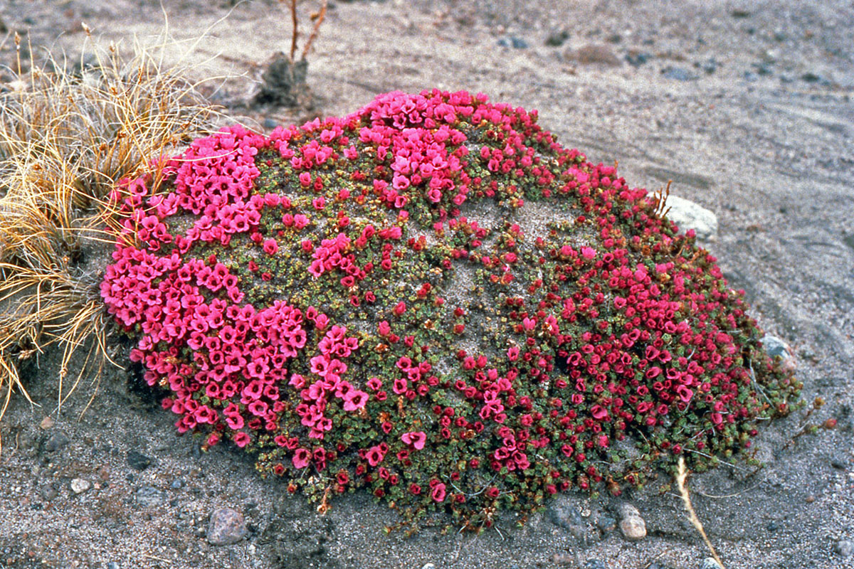 Saxifragaceae Saxifraga oppositifolia
