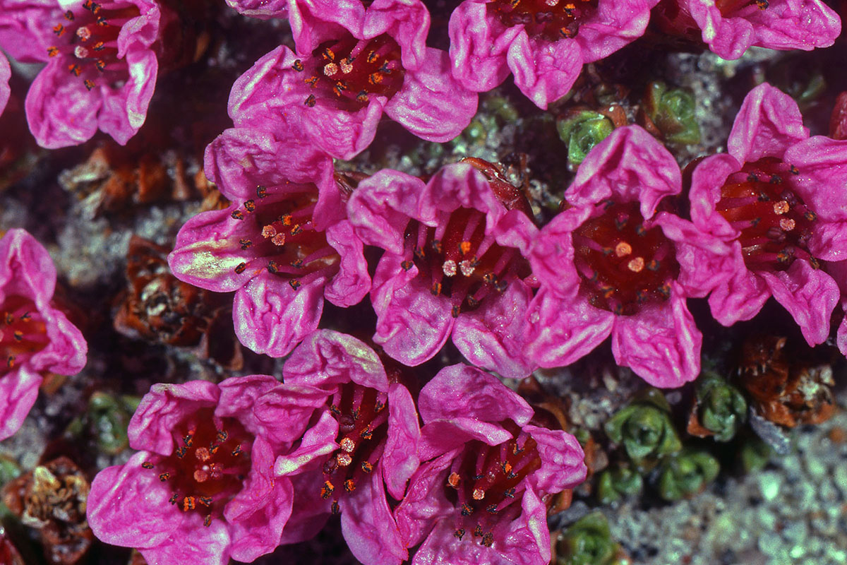 Saxifragaceae Saxifraga oppositifolia
