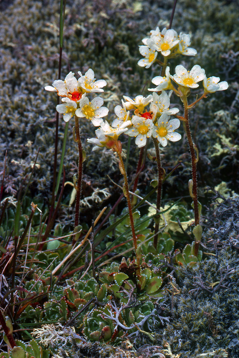 Saxifragaceae Saxifraga paniculata