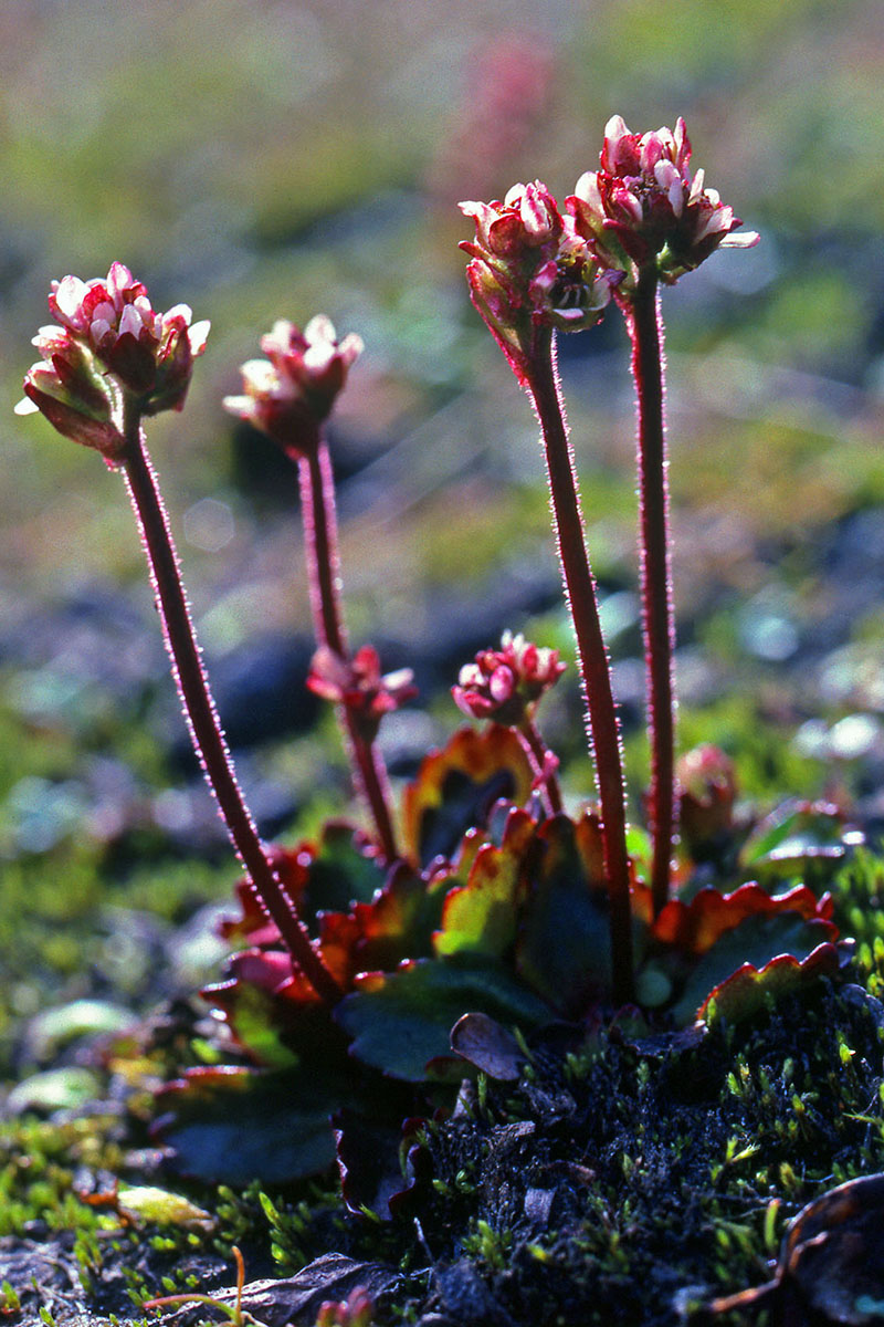 Saxifragaceae Saxifraga tenuis