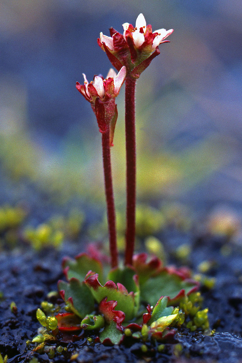 Saxifragaceae Saxifraga tenuis