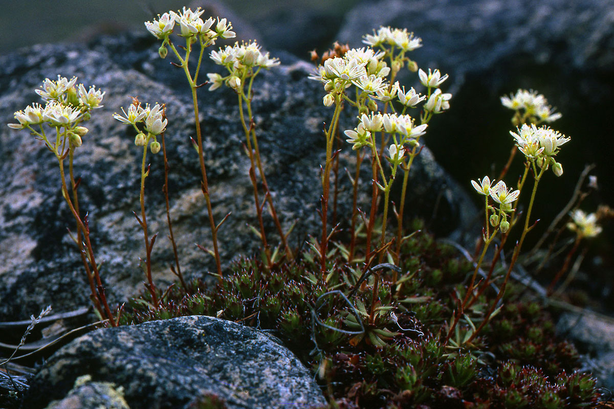 Saxifragaceae Saxifraga tricuspidata