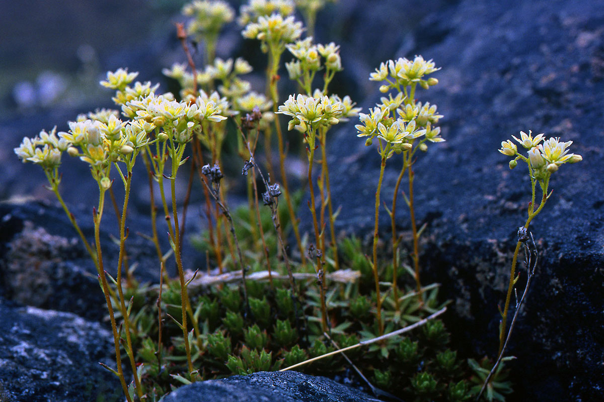 Saxifragaceae Saxifraga tricuspidata