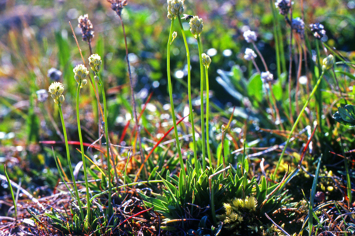 Tofieldiaceae Tofieldia pusilla