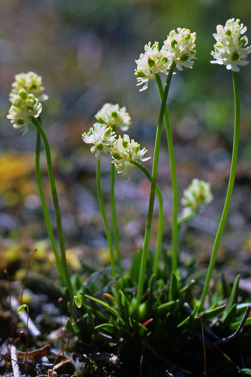Tofieldiaceae Tofieldia pusilla