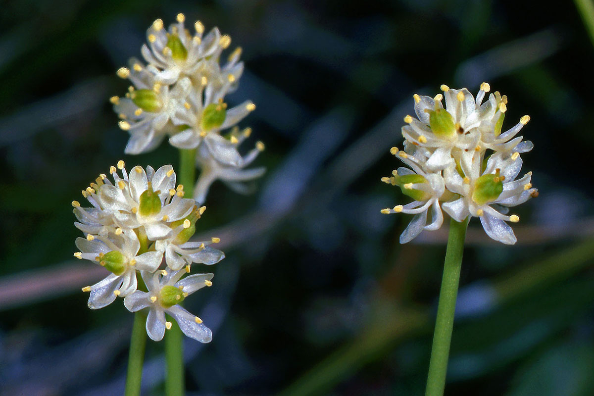Tofieldiaceae Tofieldia pusilla