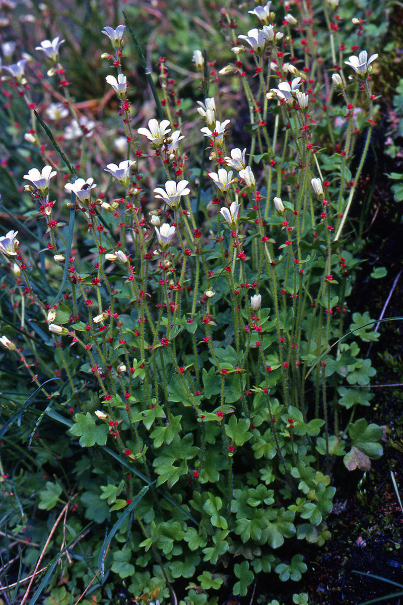 Saxifragaceae Saxifraga cernua