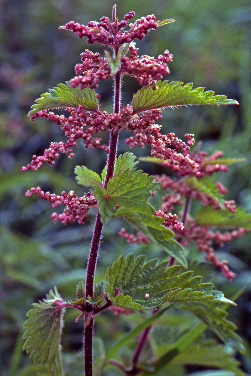 Urticaceae Urtica dioica