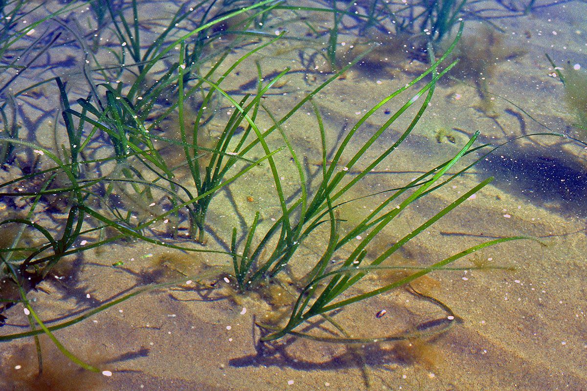 Zosteraceae Zostera marina