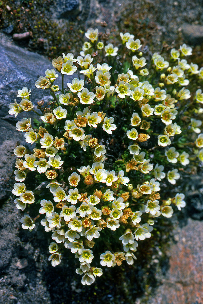 Saxifragaceae Saxifraga cespitosa