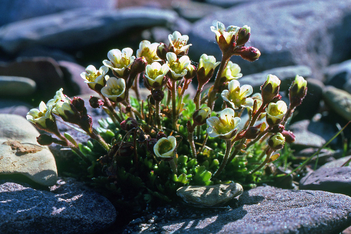 Saxifragaceae Saxifraga cespitosa