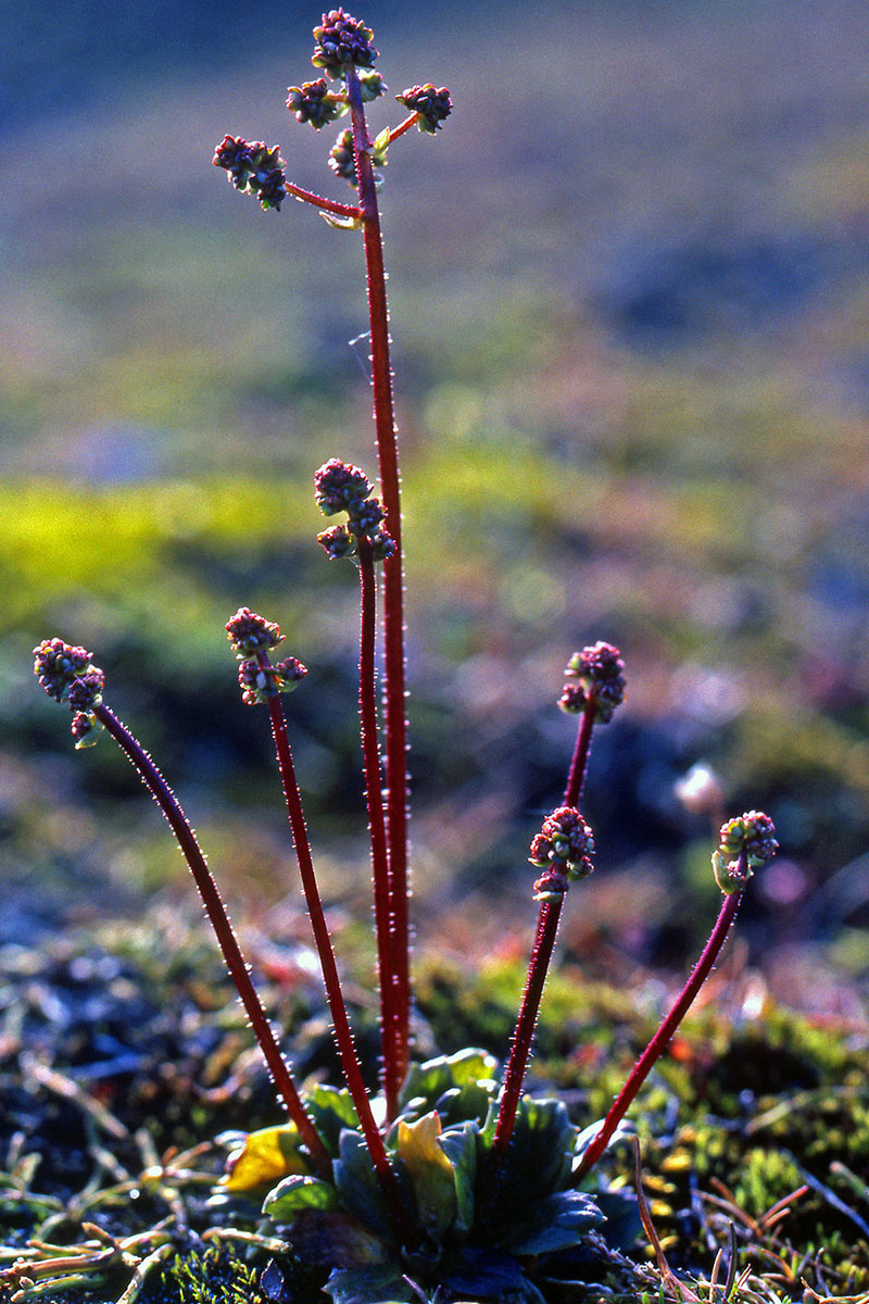 Saxifragaceae Saxifraga foliolosa