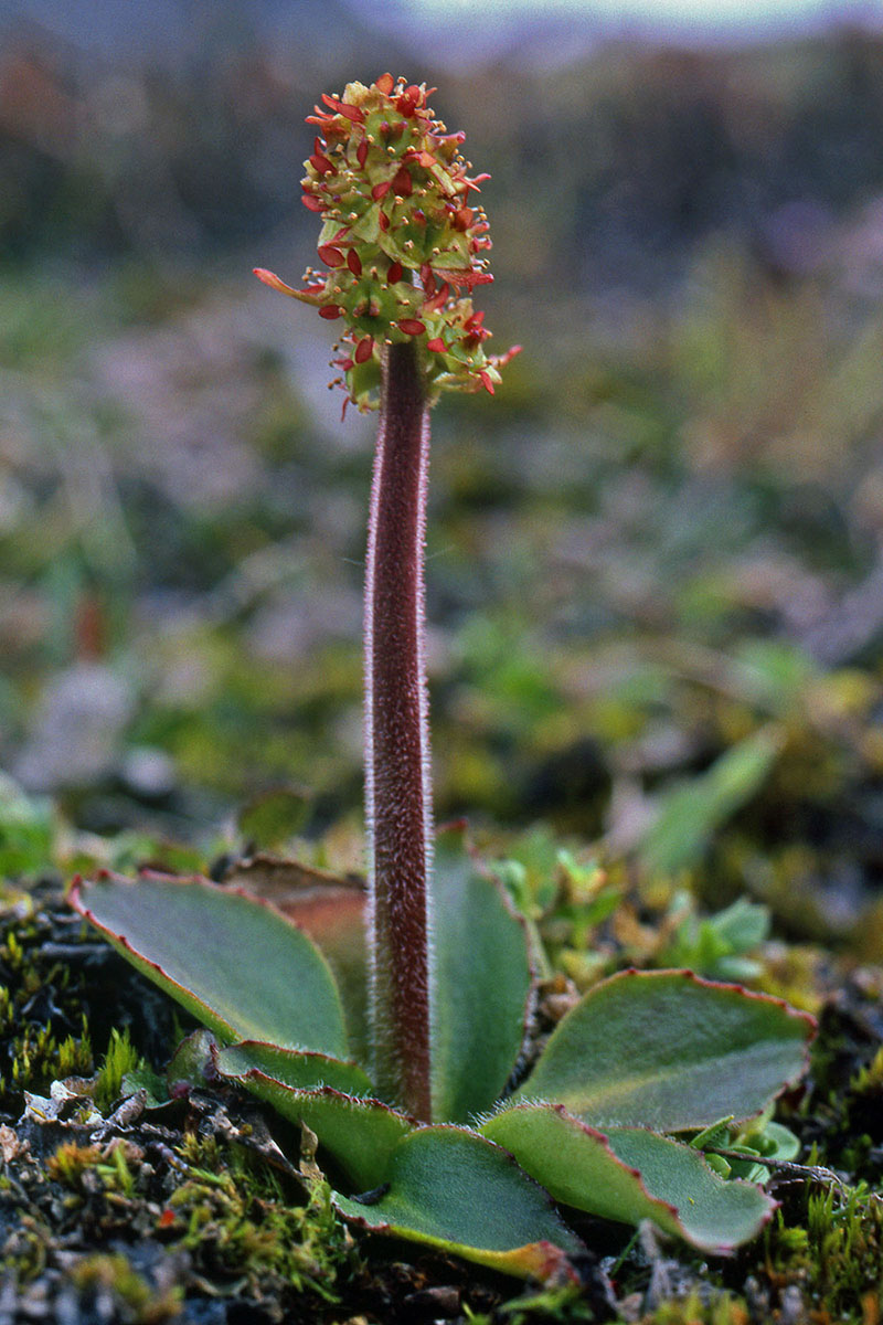 Saxifragaceae Saxifraga hieraciifolia
