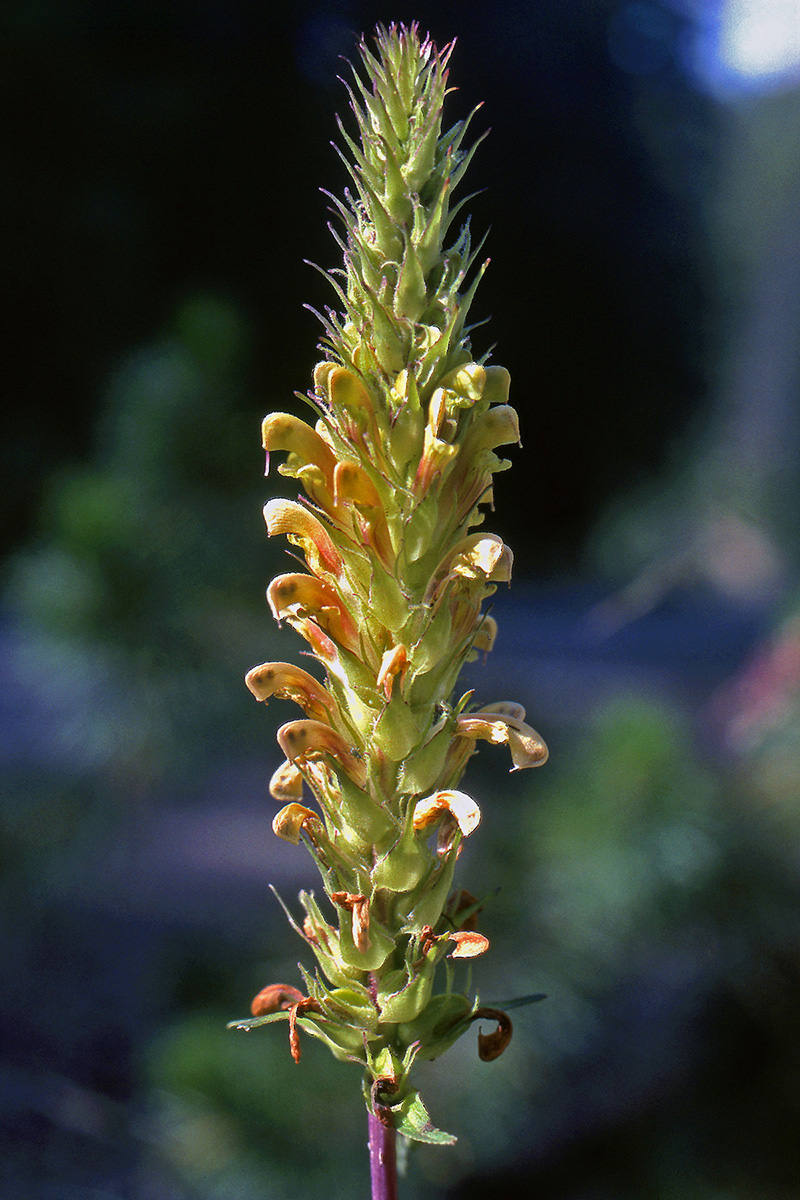 Orobanchaceae Pedicularis bracteosa