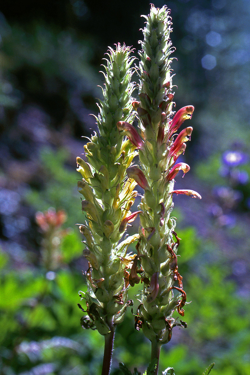 Orobanchaceae Pedicularis bracteosa