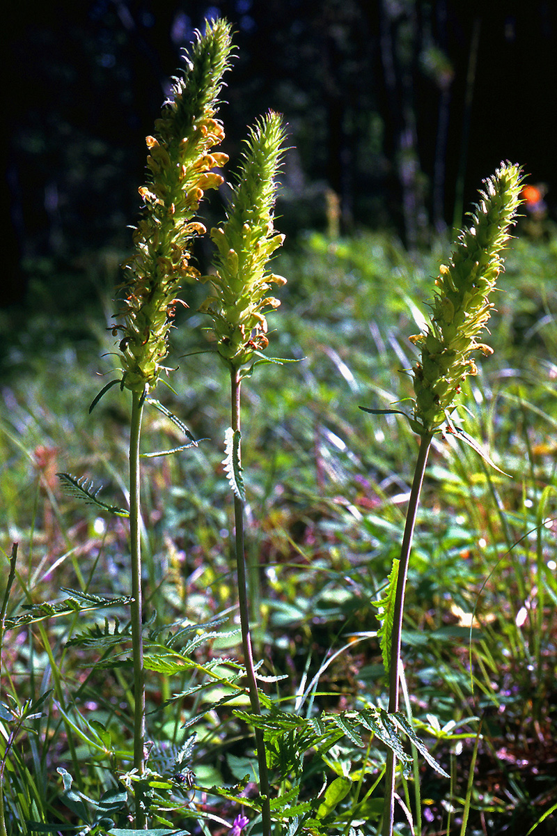 Orobanchaceae Pedicularis bracteosa