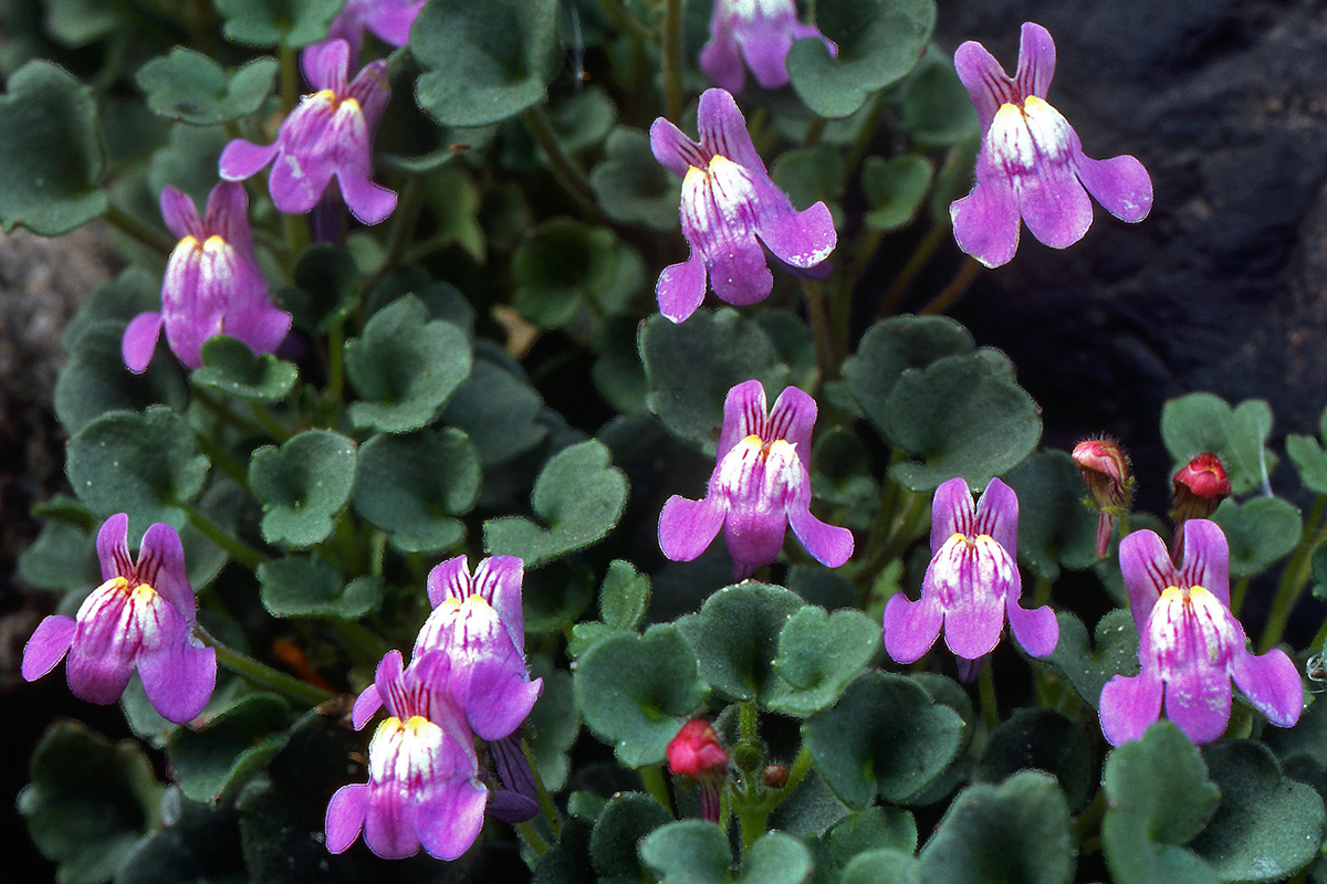 Plantaginaceae Cymbalaria muralis