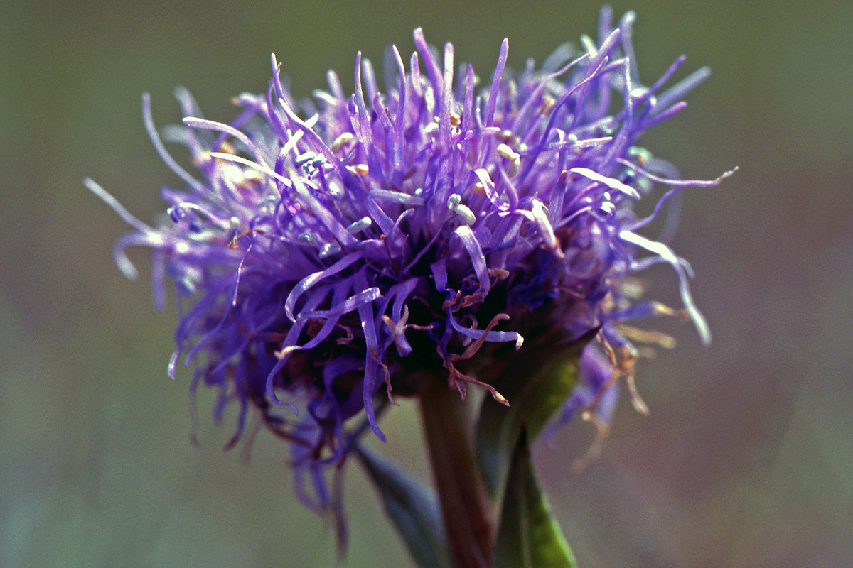 Plantaginaceae Globularia vulgaris