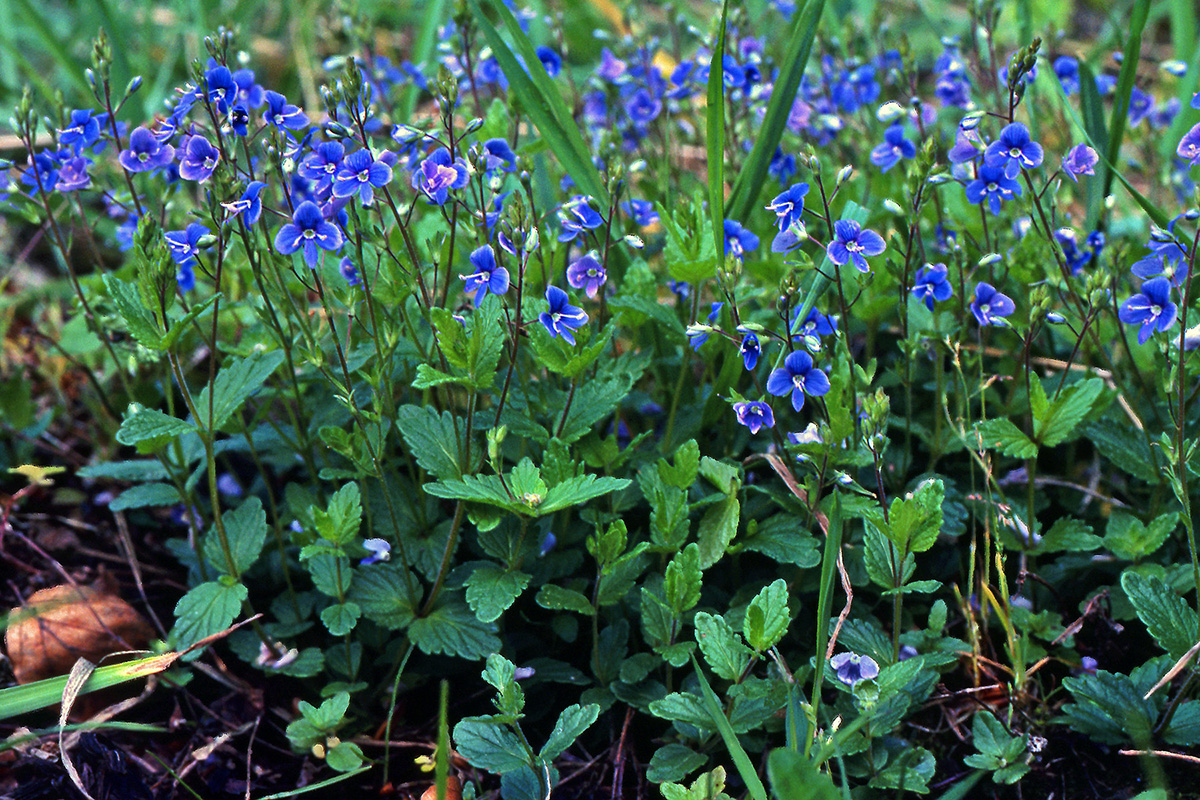 Plantaginaceae Veronica chamaedrys
