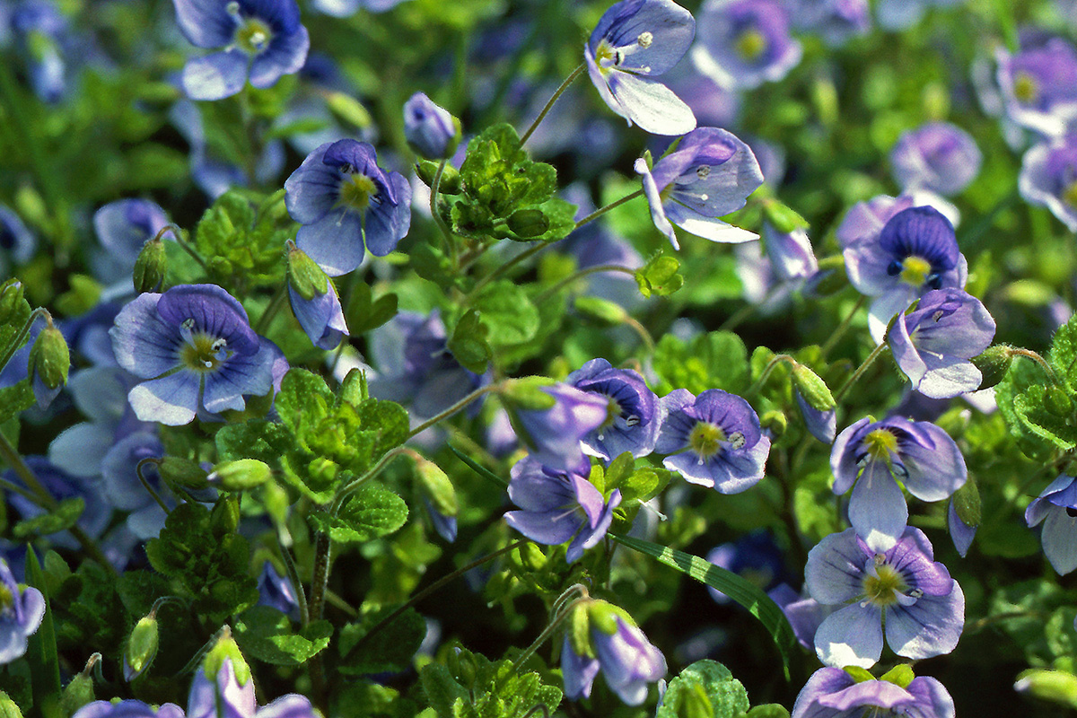 Plantaginaceae Veronica filiformis