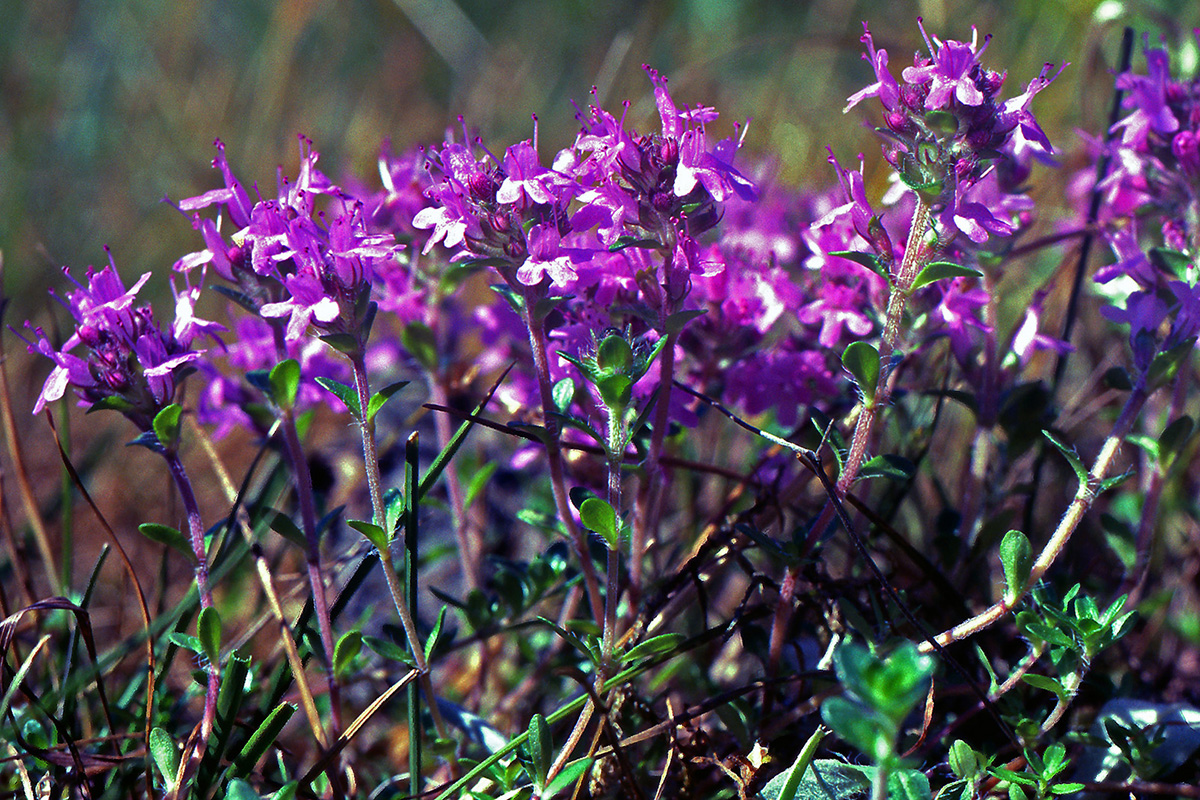 Lamiaceae Thymus serpyllum