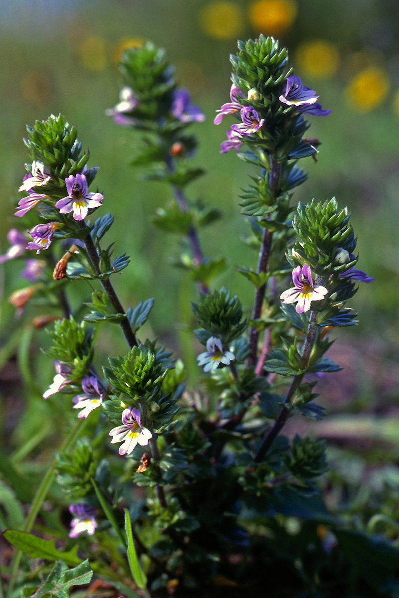 Orobanchaceae Euphrasia nemorosa