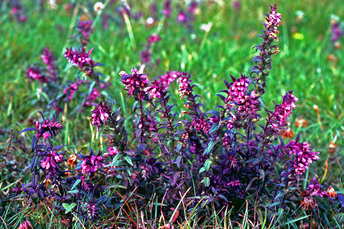 Orobanchaceae Odontites verna