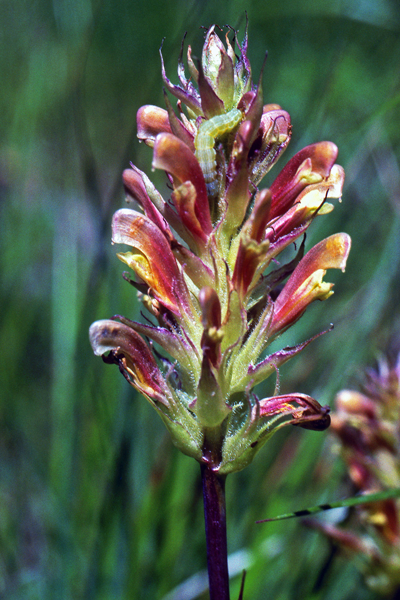 Orobanchaceae Pedicularis bracteosa