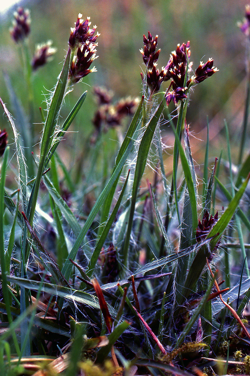 Juncaceae Luzula campestris