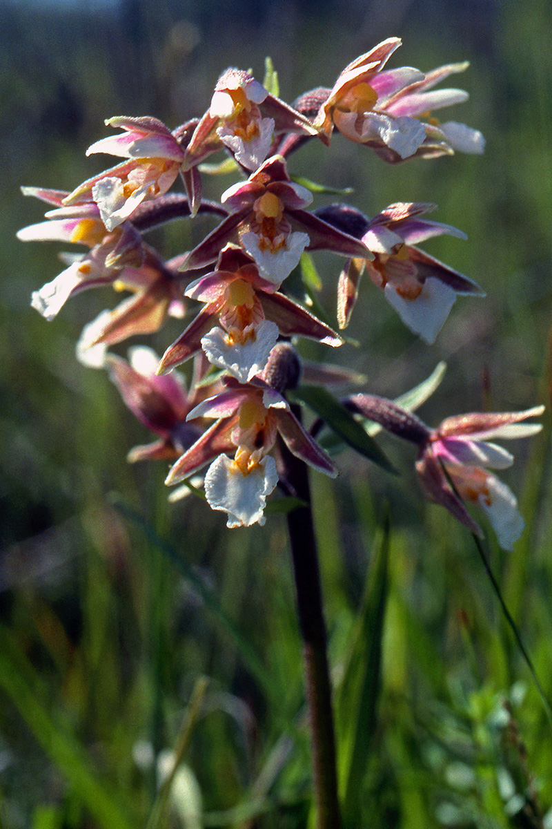 Orchidaceae Epipactis palustris