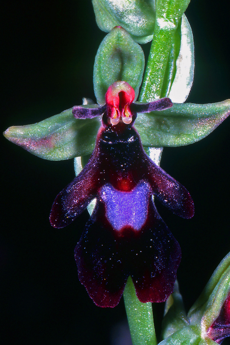 Orchidaceae Ophrys insectifera