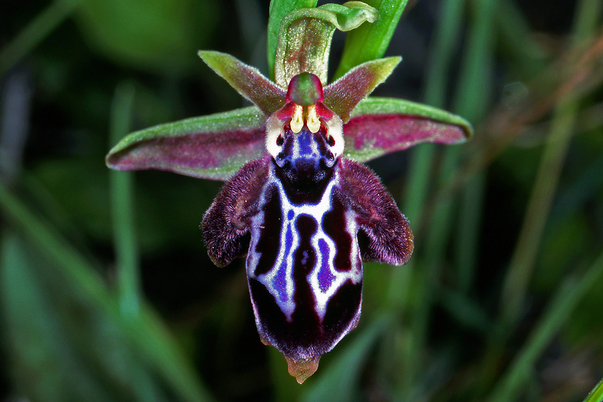 Orchidaceae Ophrys kotschyi