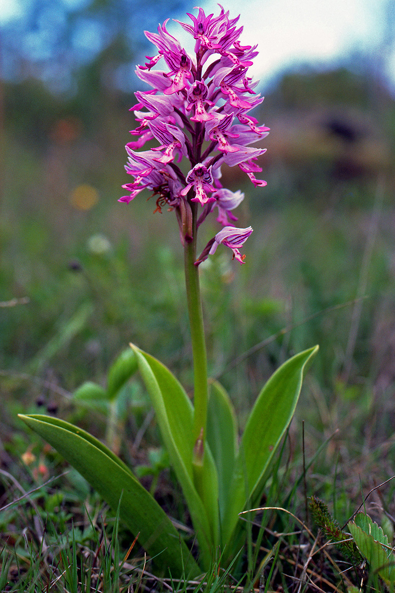Orchidaceae Orchis militaris