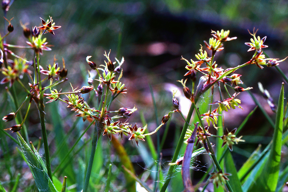 Juncaceae Luzula pilosa