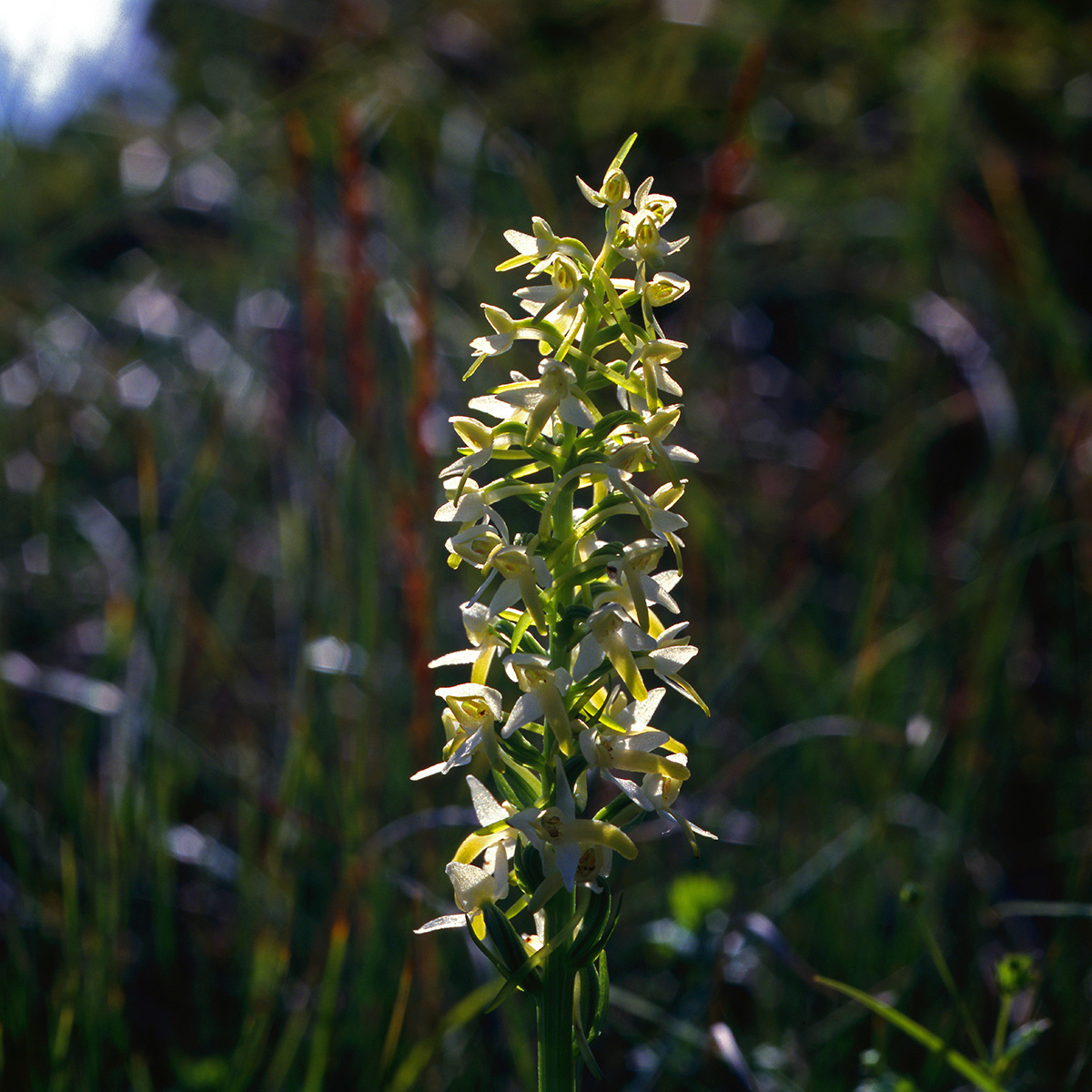 Orchidaceae Platanthera bifolia