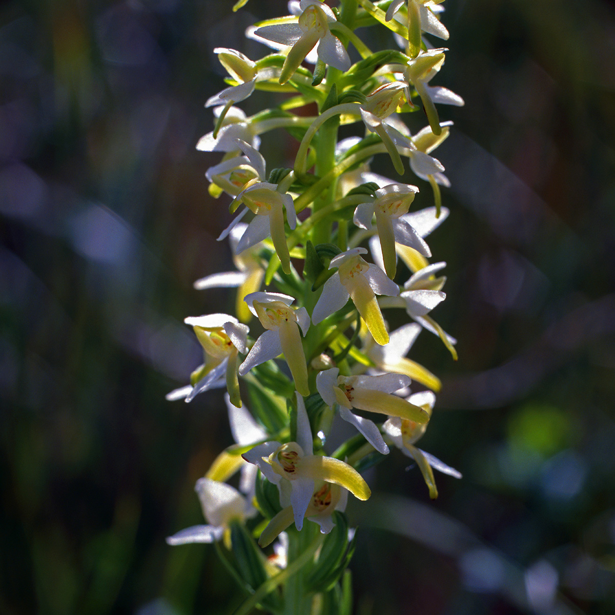 Orchidaceae Platanthera bifolia