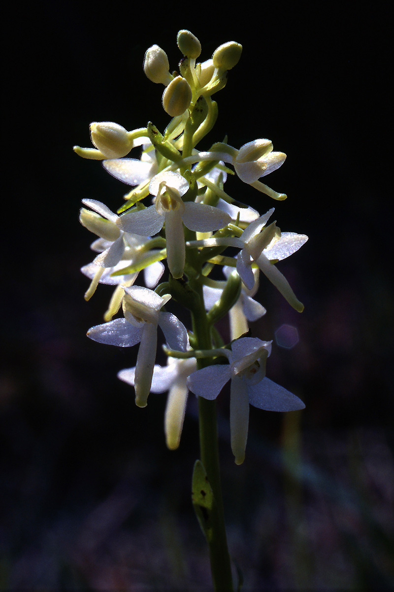 Orchidaceae Platanthera bifolia