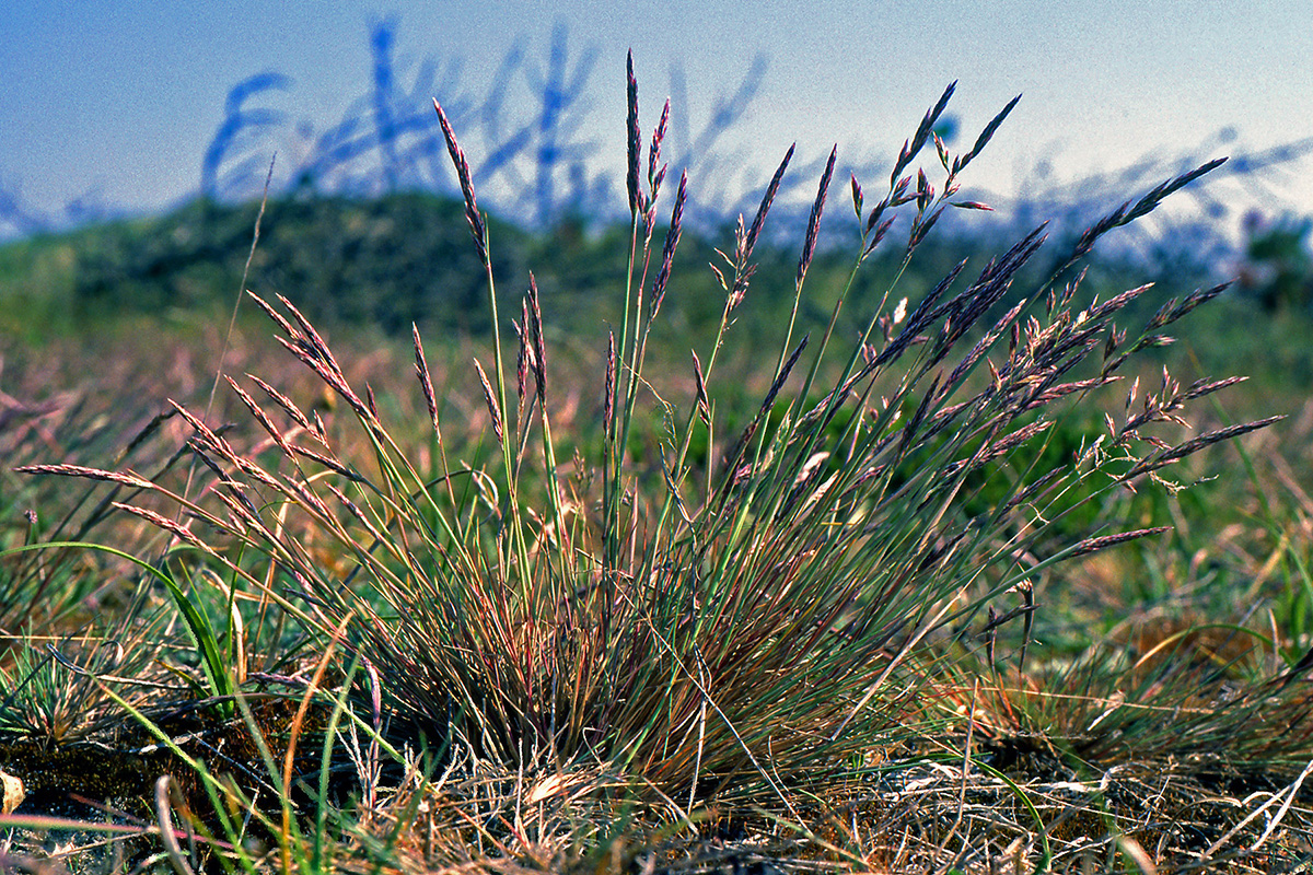 Poaceae Corynephorus canescens