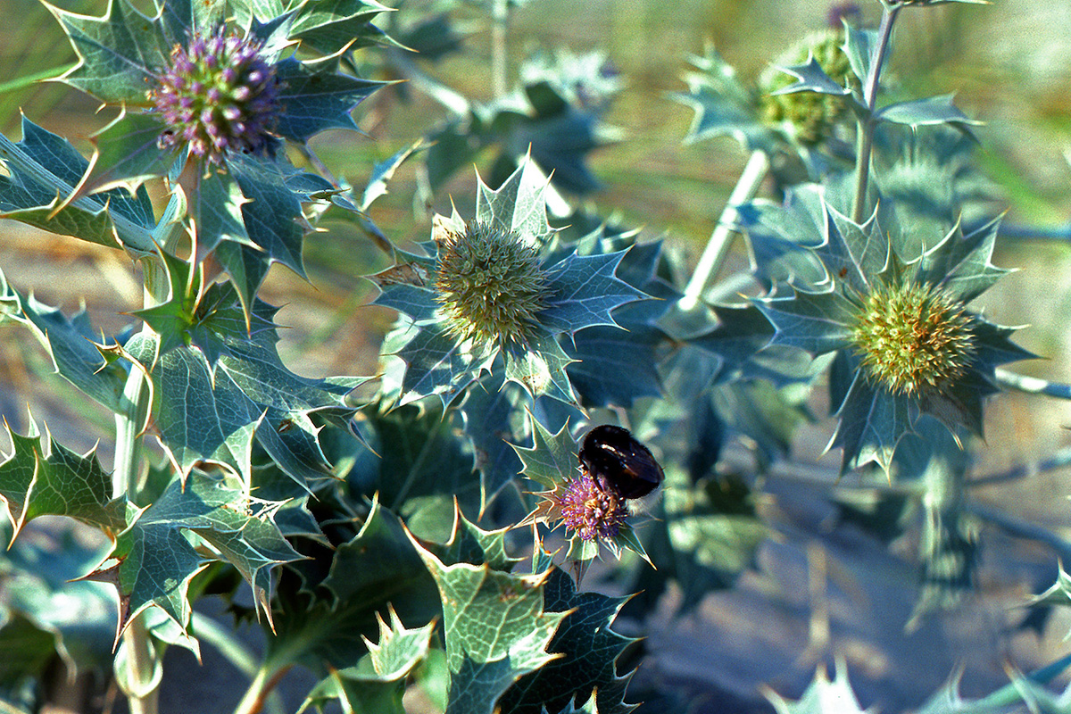 Apiaceae Eryngium maritimum