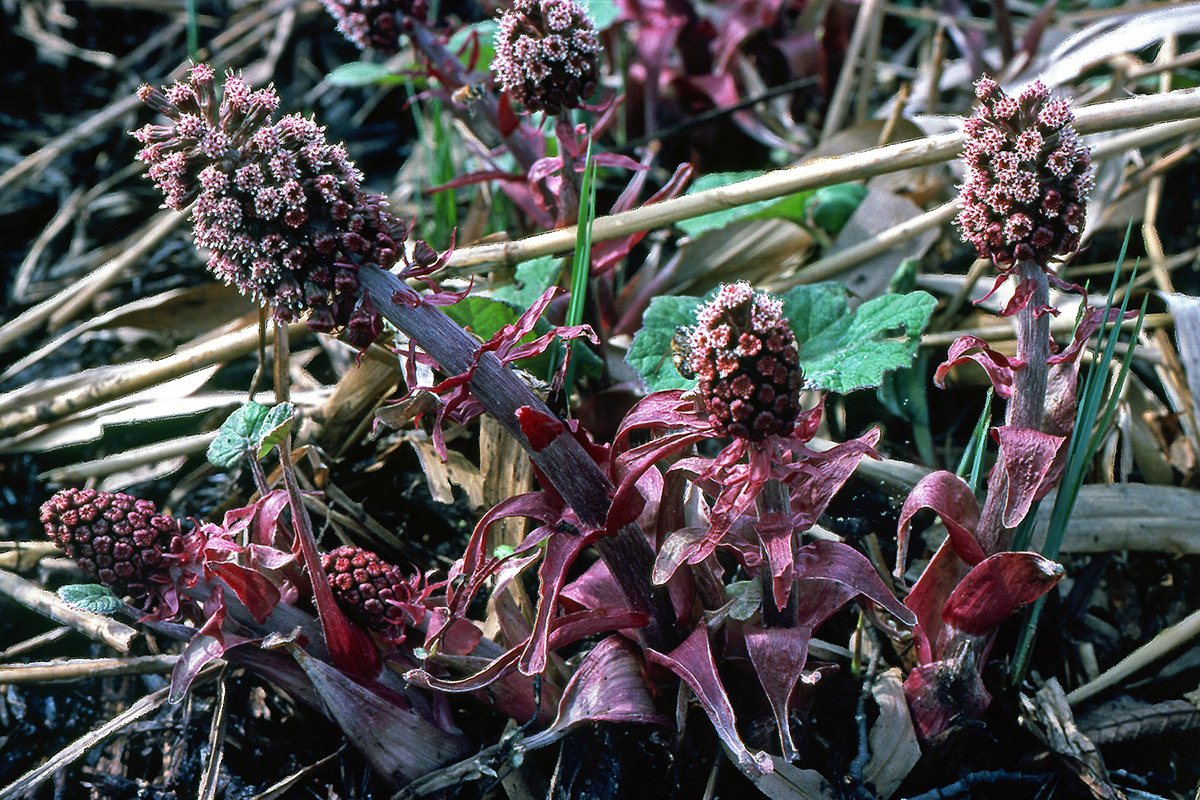 Asteraceae Petasites hybridus