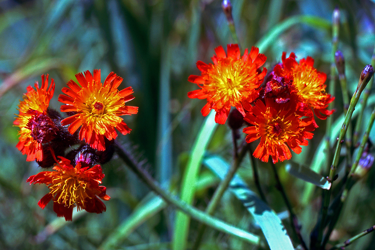 Asteraceae Pilosella aurantiaca