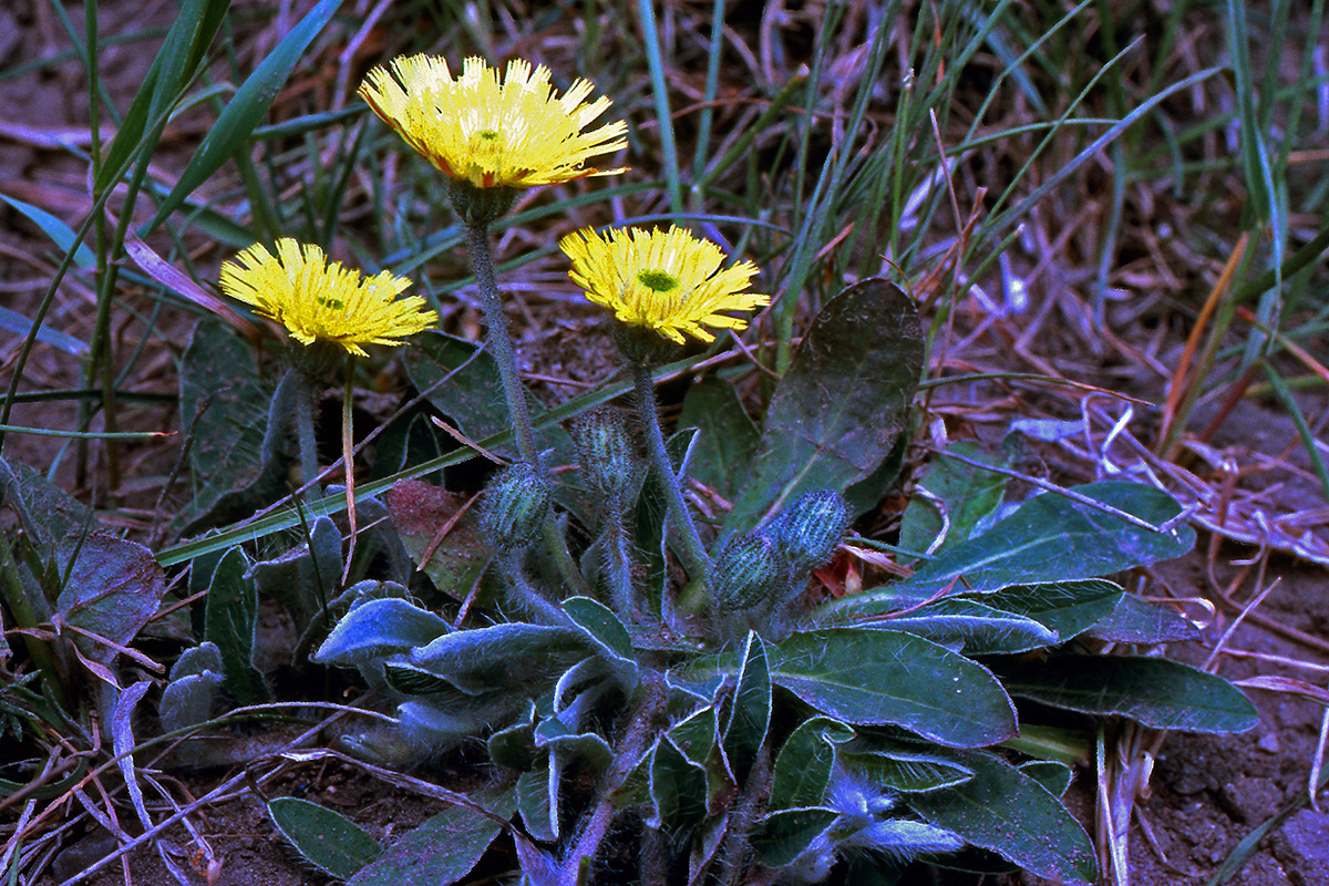 Asteraceae Pilosella officinarum
