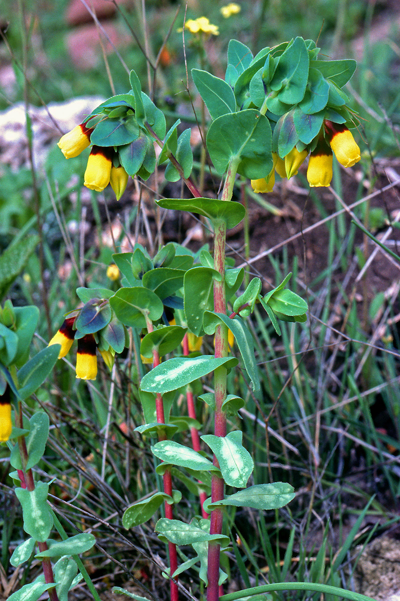Boraginaceae Cerinthe major
