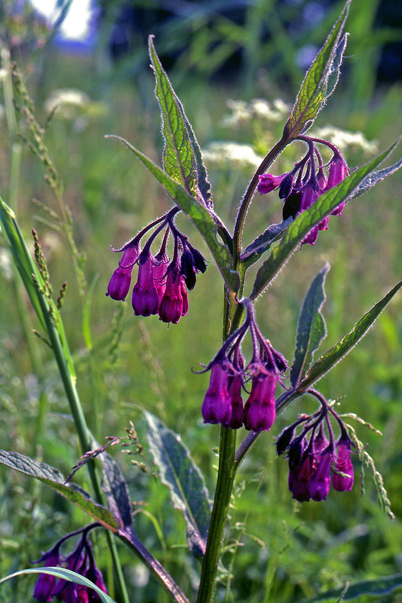 Boraginaceae Symphytum uplandicum