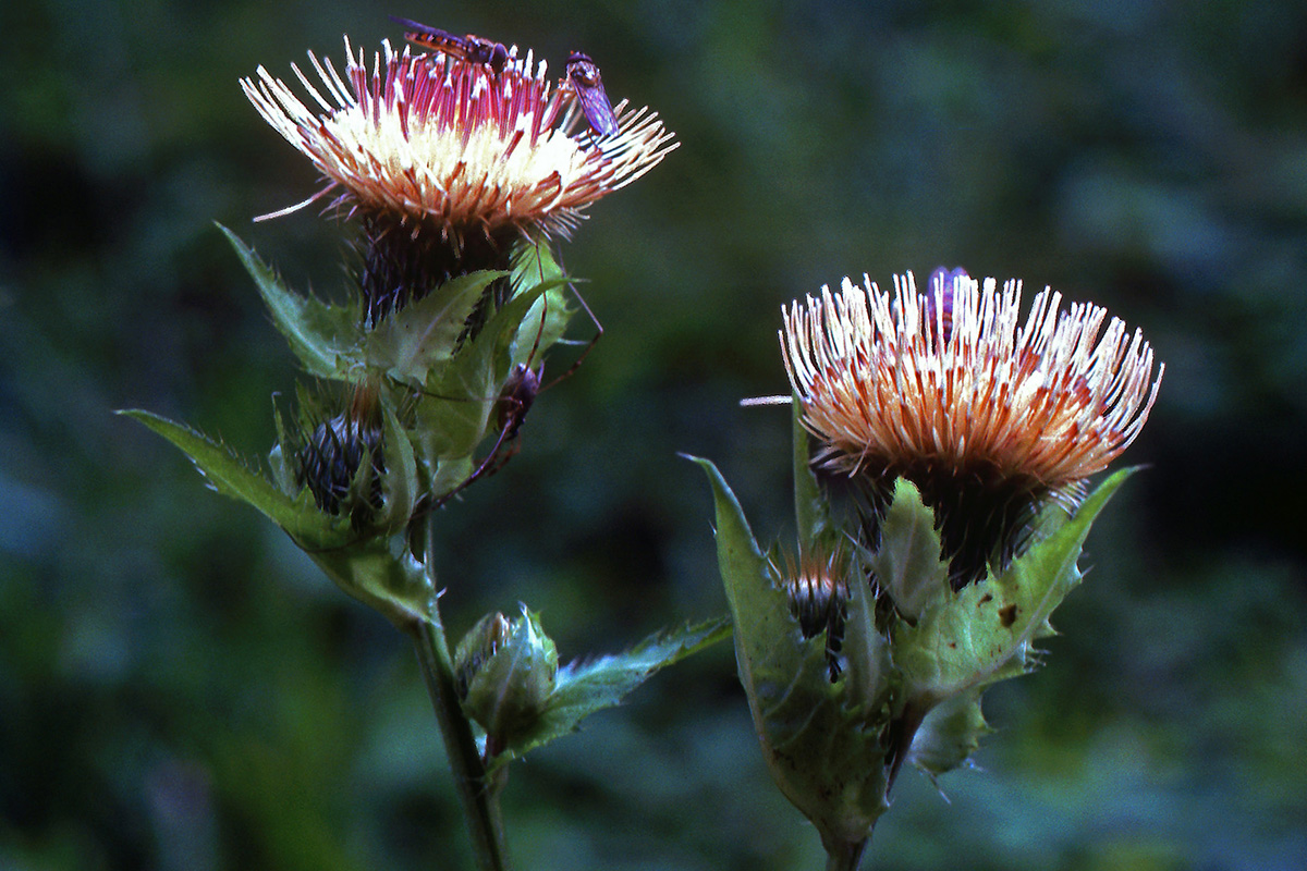 Asteraceae Cirsium oleraceum